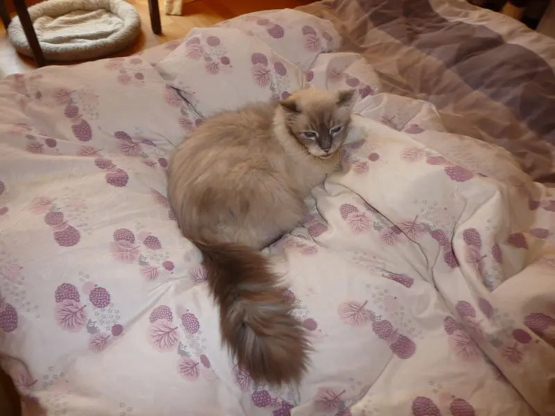 Condolence image of Corinna