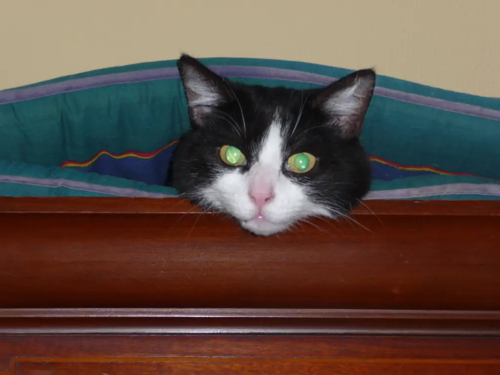 Condolence image of Corinna