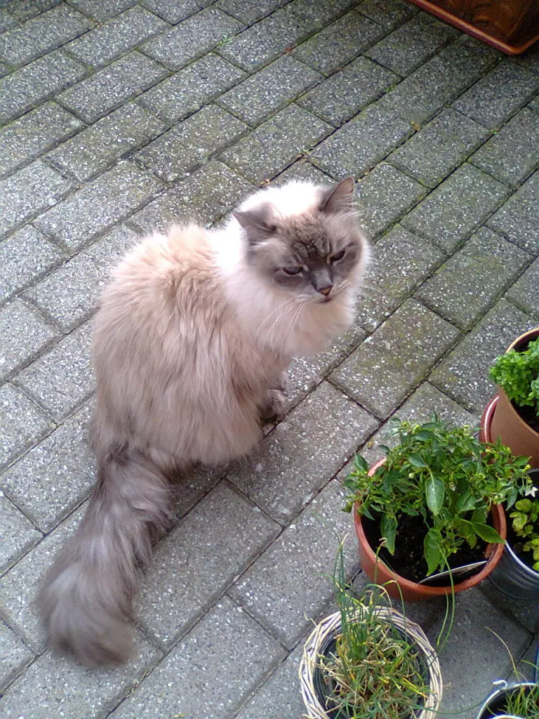 Condolence image of Corinna