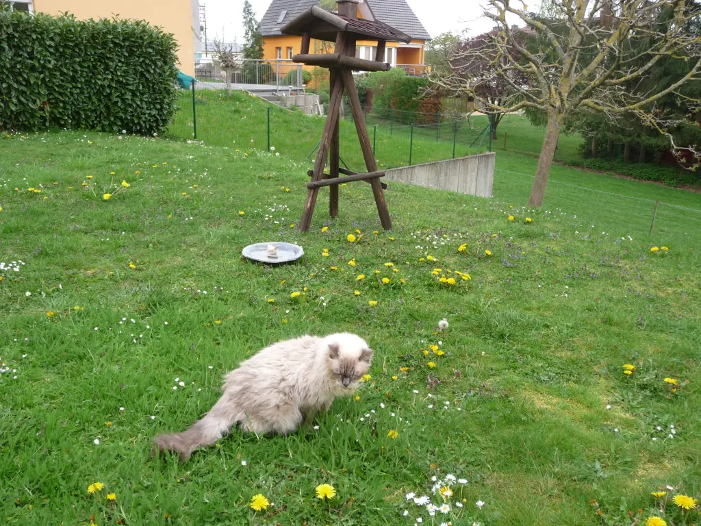 Condolence image of Corinna
