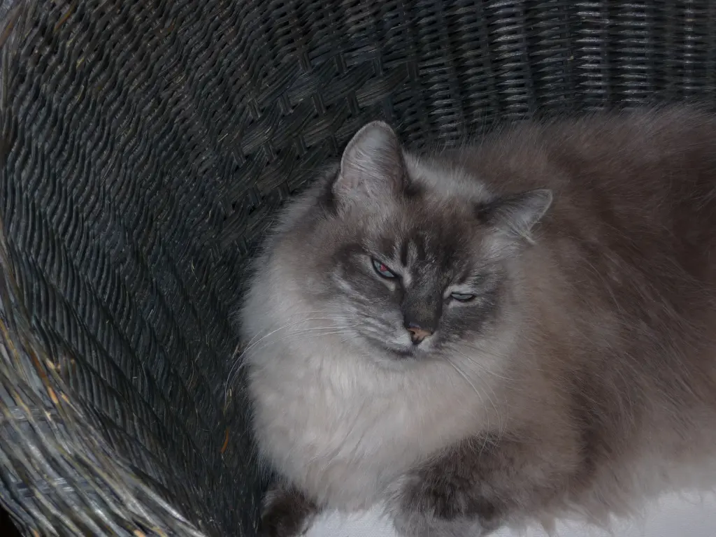 Condolence image of Corinna