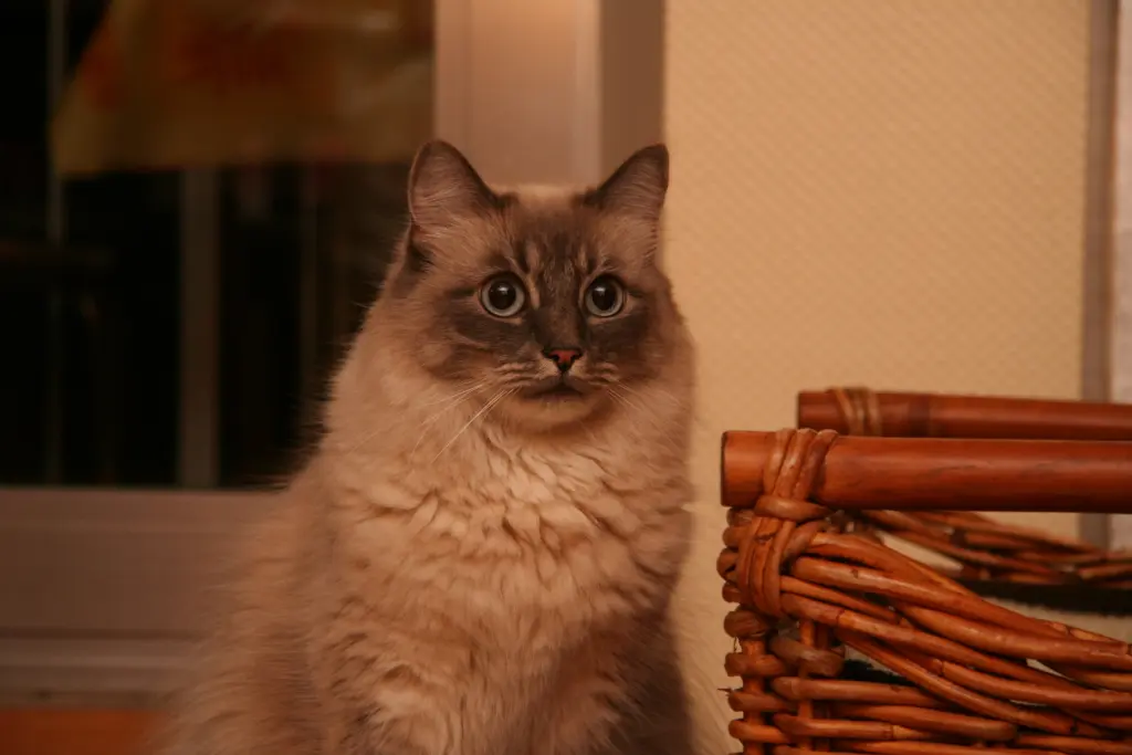 Condolence image of corinna