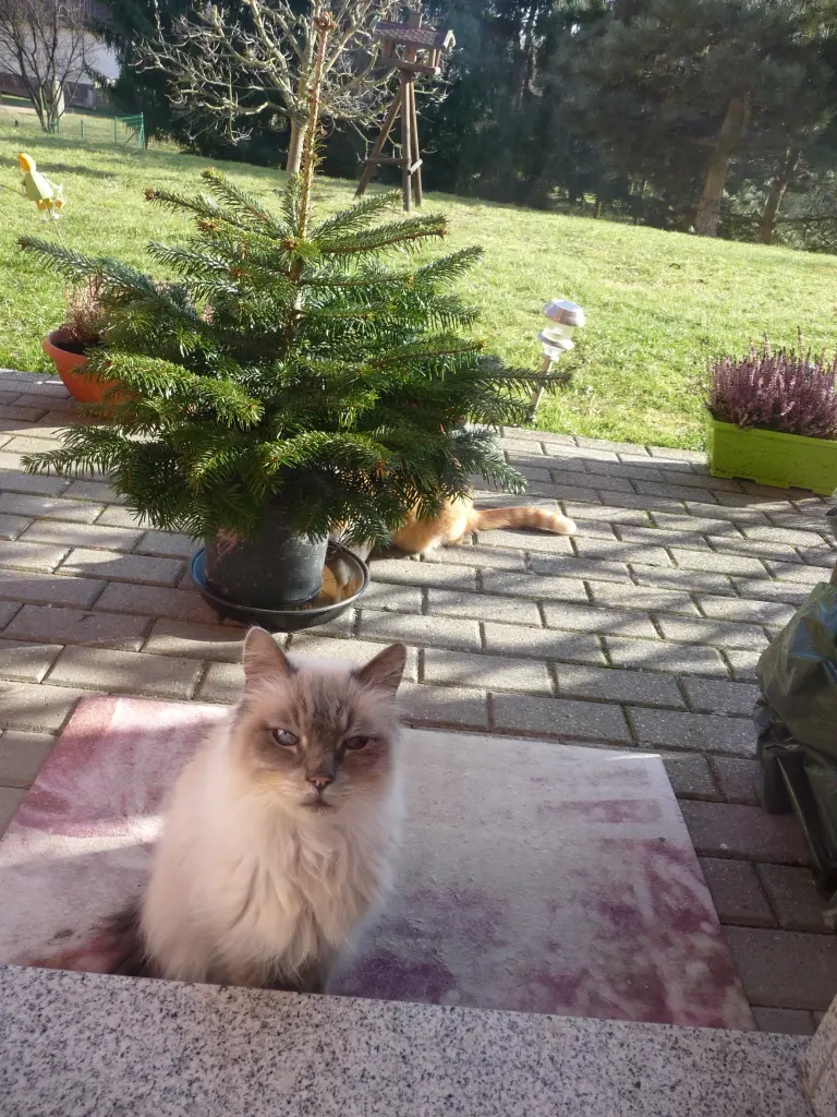 Condolence image of Corinna mit Emma, Pummelchen, Mietzi und Pussi-Jöngi im Herzen