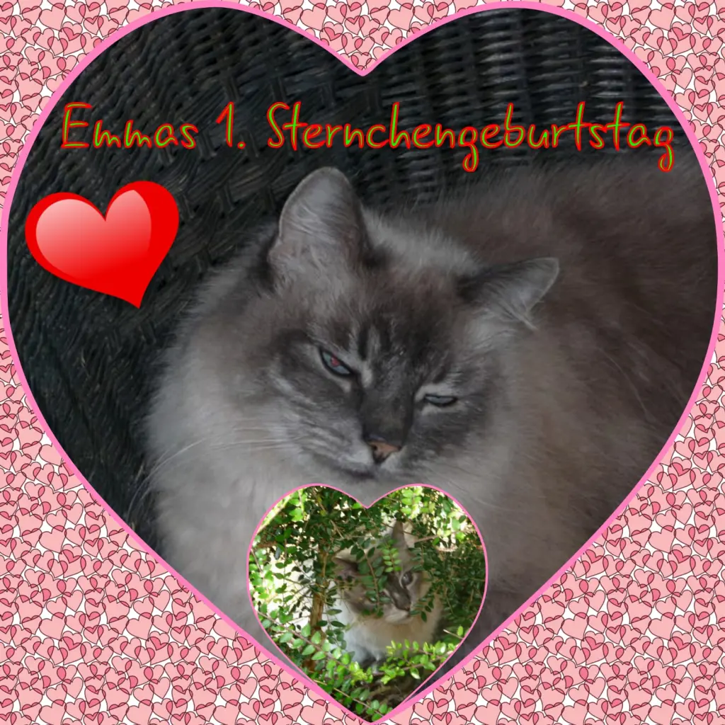 Condolence image of Eike und Edeltraud mit Mulle Miezi,Jonny,Felix und Lemmi tief im Herzen ♥️♥️♥️♥️♥️