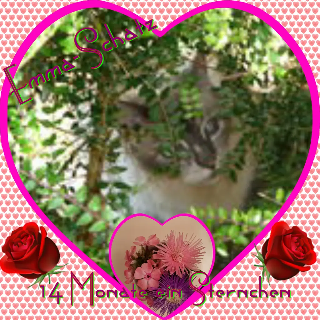 Condolence image of Eike und Edeltraud mit Mulle, Miezi, Jonny, Felix,Lemmi und Tommi tief im Herzen ❤❤❤❤❤❤