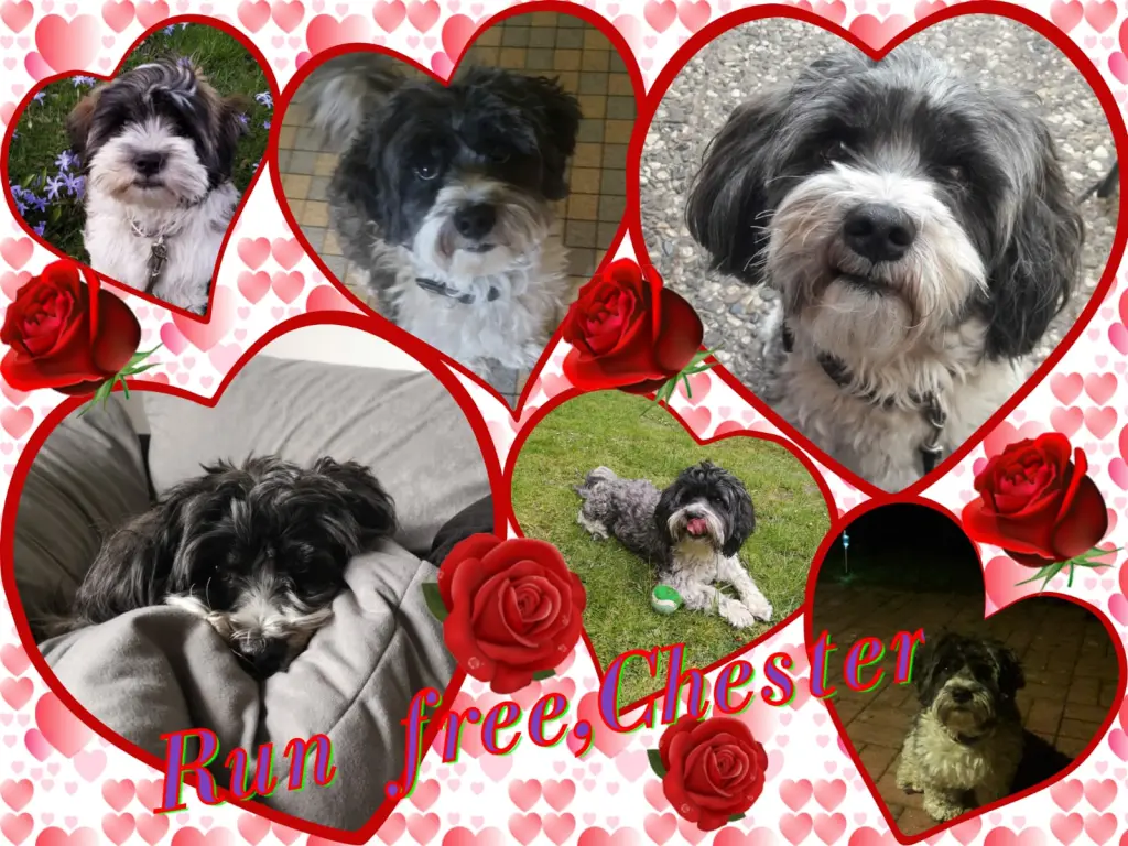 Condolence image of Eike und Edeltraud mit Mulle, Miezi, Jonny, Felix, Lemmi und Tommi tief im Herzen ♥️♥️♥️♥️♥️♥️