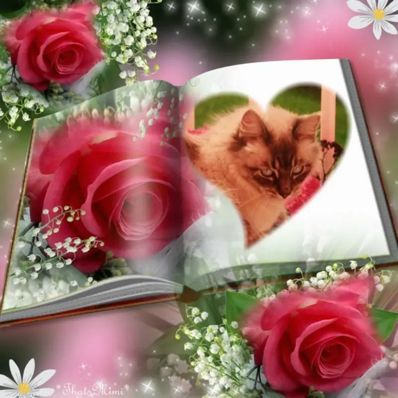 Condolence image of 2. Sternchen❤️Gedenktag❤️❤️