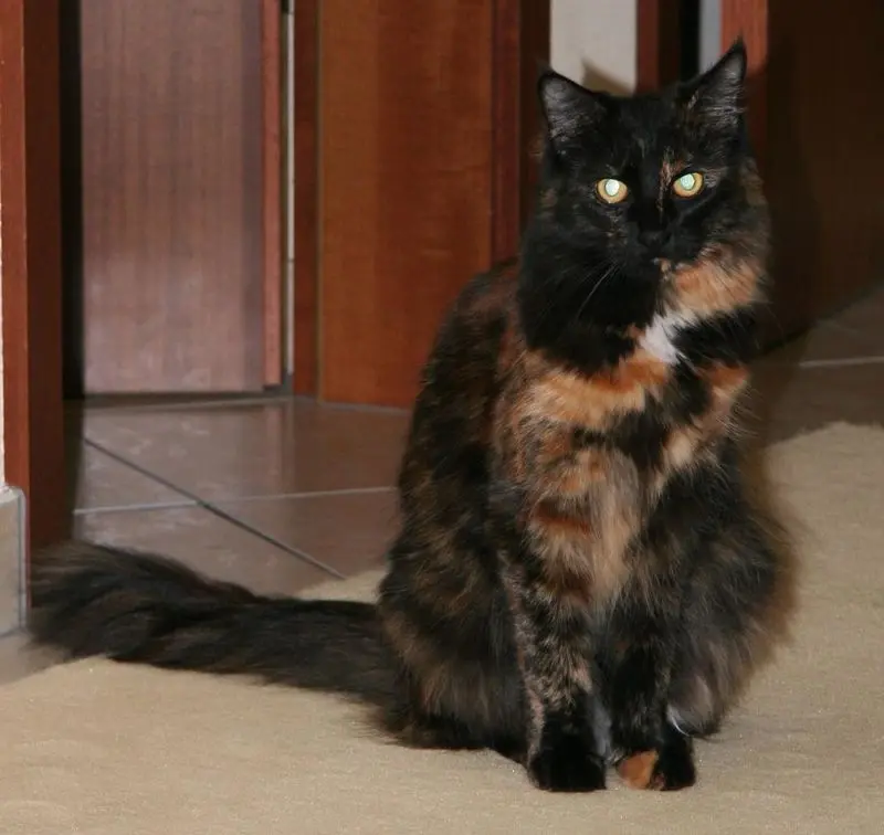 Condolence image of Vinni