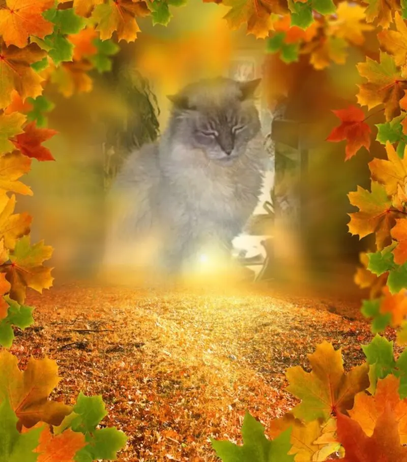 Condolence image of Fur Emmchen❤️
