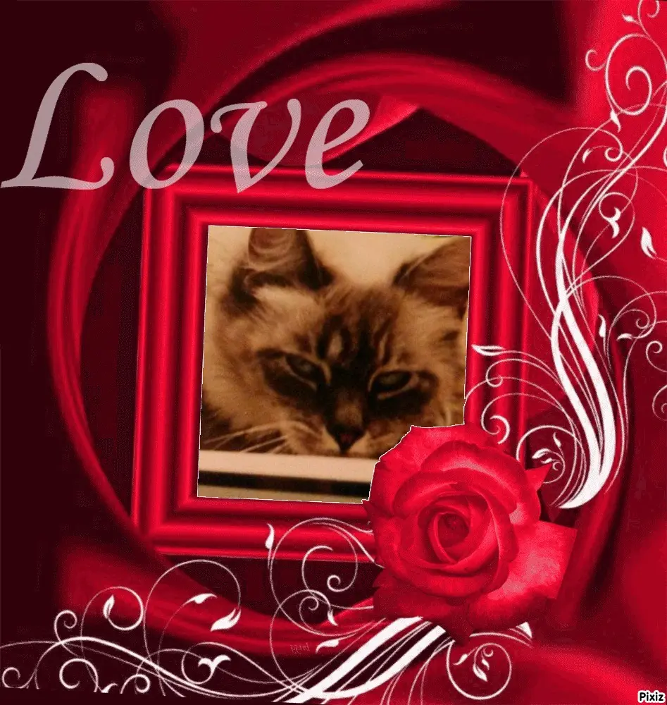 Condolence image of Tanja mit Timmy im Herzen
