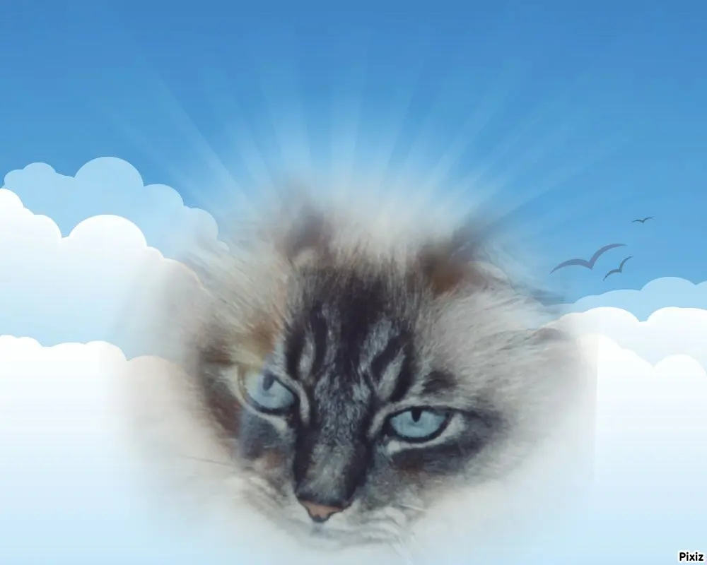 Condolence image of Tanja mit Timmy im Herzen