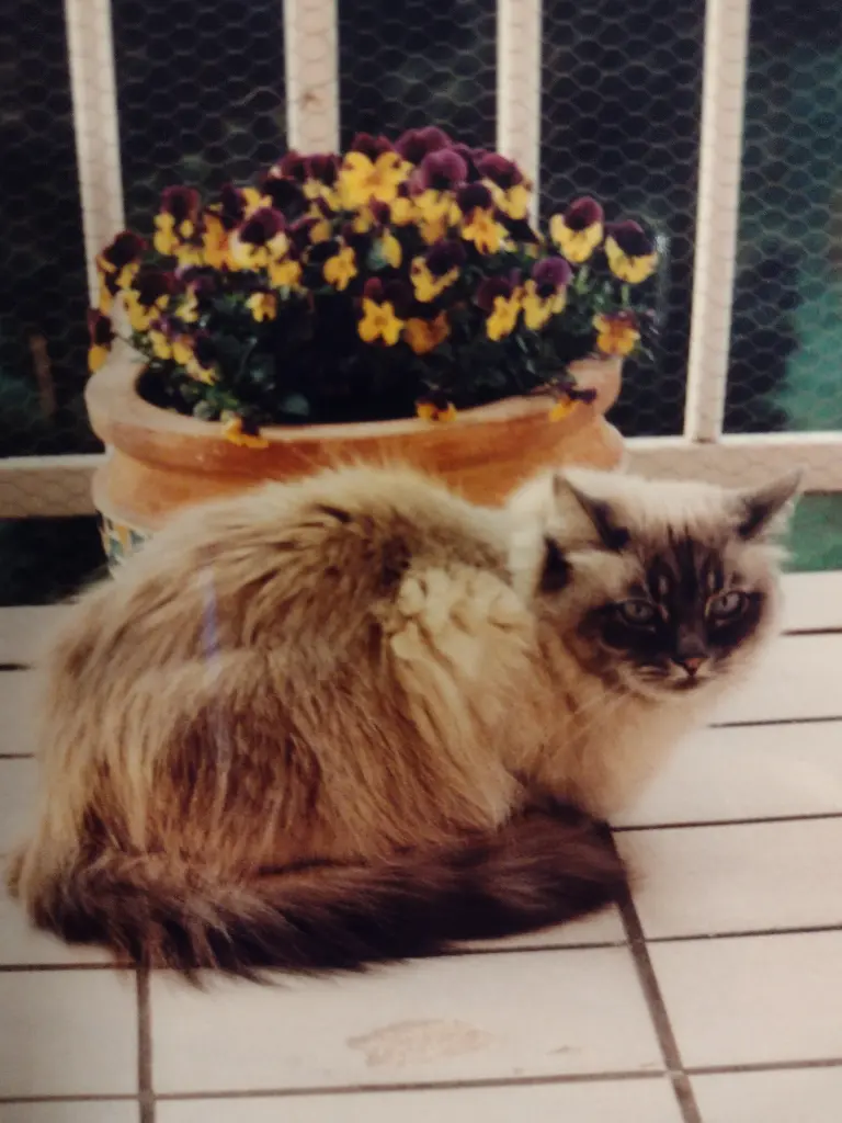 Condolence image of Corinna mit Emma im Herzen