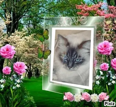 Condolence image of Tanja mit Timmy im Herzen