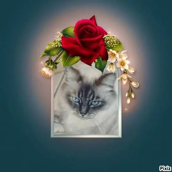 Condolence image of Tanja mit Timmy im Herzen