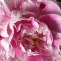 Condolence image of ☆❤️☆ Ein Dankeschön zu Maja`s ❤️ 3. Sternchengedenktag ☆❤️☆