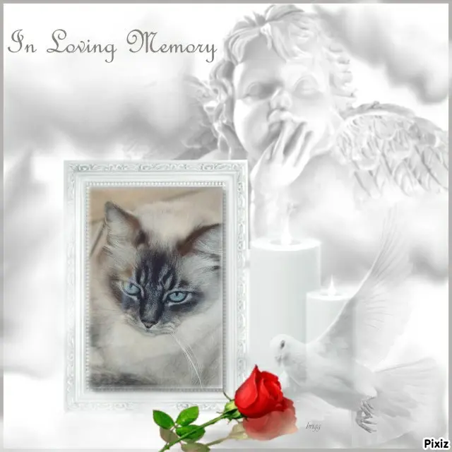 Condolence image of Tanja mit Timmy im Herzen