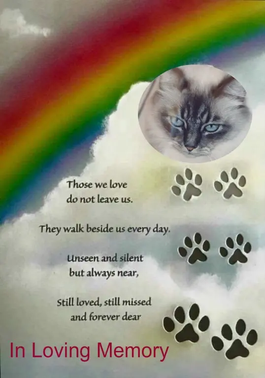 Condolence image of 3. Sternchen❤️❤️❤️Gedenktag❤️❤️❤️