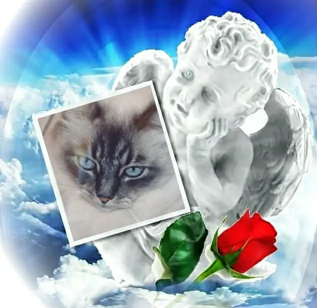 Condolence image of 3. Sternchen❤️❤️❤️Gedenktag❤️❤️❤️