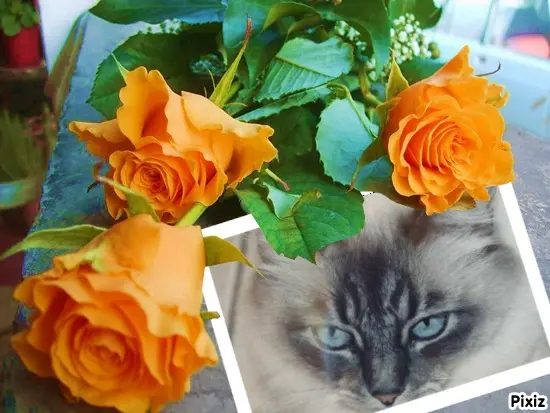 Condolence image of Tanja mit Timmy im Herzen