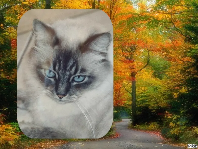 Condolence image of Tanja mit Timmy im Herzen