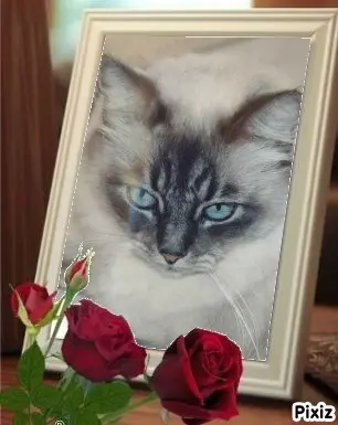 Condolence image of Tanja mit Timmy im Herzen