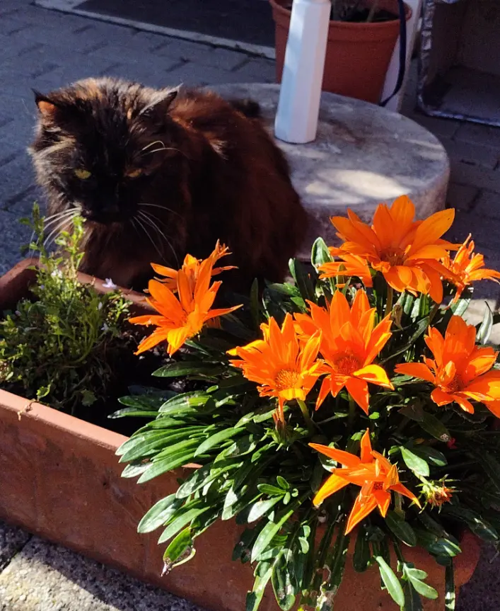 Condolence image of Corinna mit Emma, Pummelchen und anderen Sternleine im Herzen