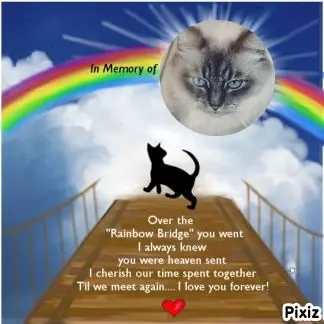 Condolence image of Tanja mit Timmy im Herzen