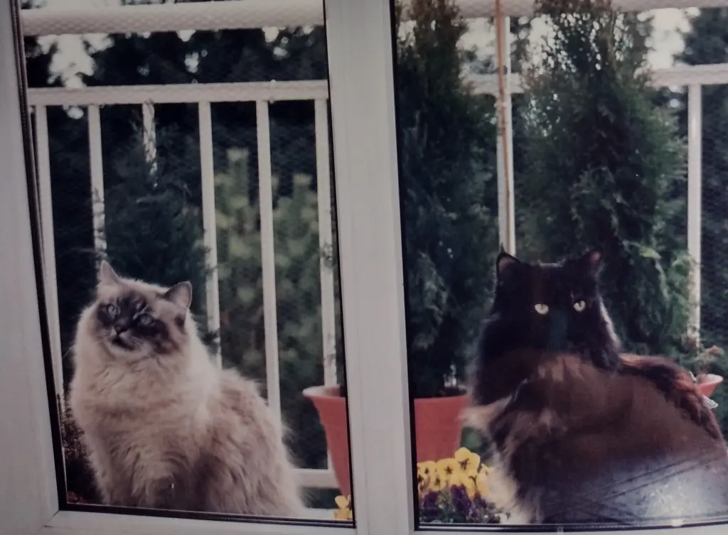 Condolence image of Corinna mit Emma, Pummelchen und anderen Sternleine im Herzen