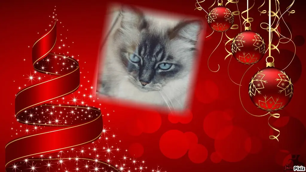 Condolence image of Tanja mit Timmy im Herzen