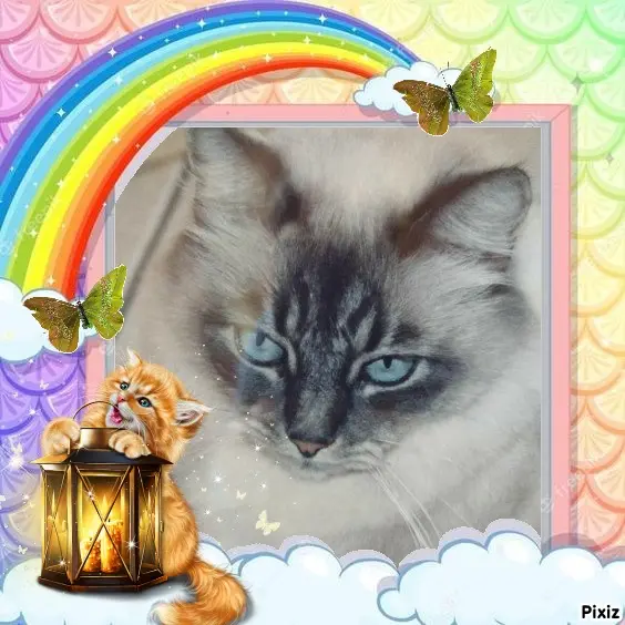Condolence image of Tanja mit Timmy im Herzen