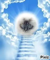 Condolence image of Tanja mit Timmy im Herzen