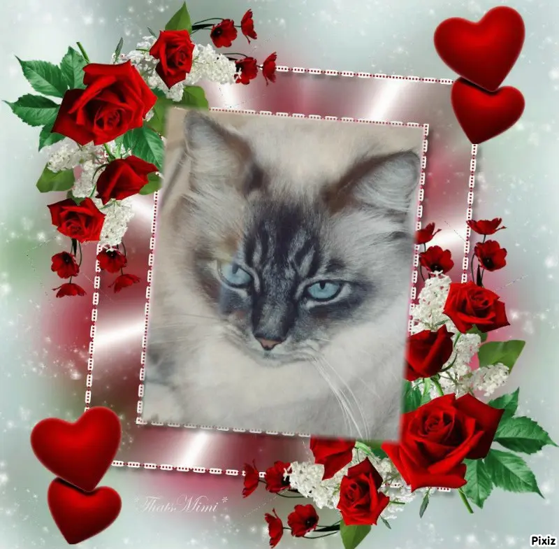 Condolence image of Tanja mit Timmy im Herzen