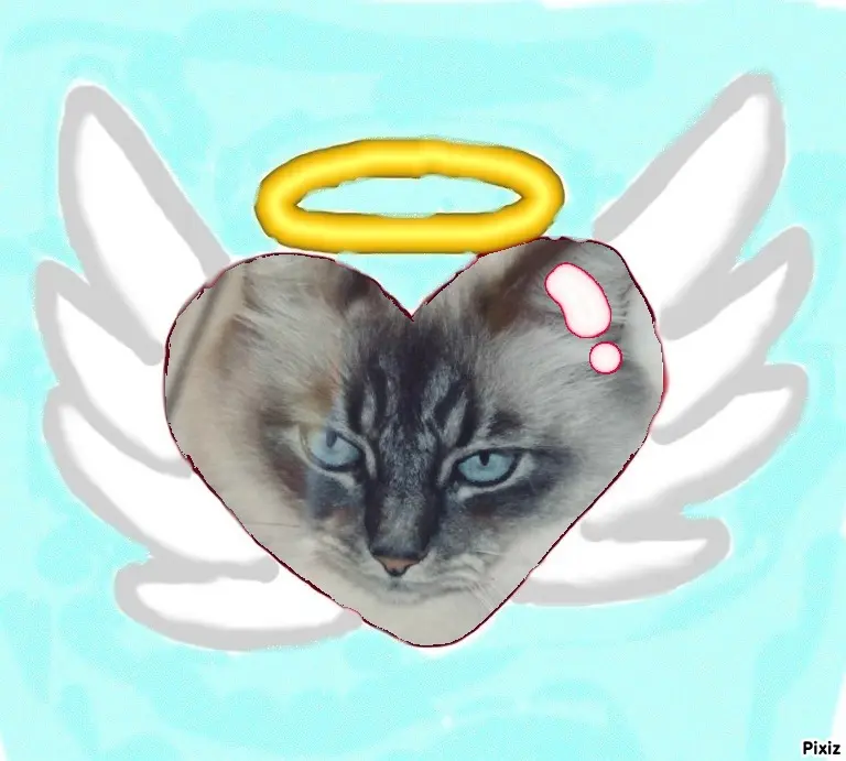 Condolence image of Tanja mit Timmy im Herzen