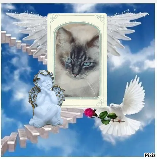 Condolence image of Tanja mit Timmy im Herzen