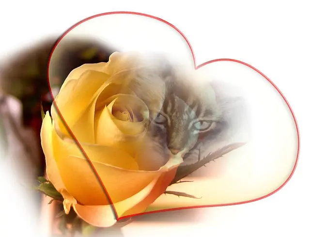 Condolence image of Wochenende❤️❤️❤️Rosen❤️❤️❤️❤️❤️❤️
