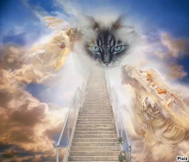 Condolence image of Tanja mit Timmy im Herzen 