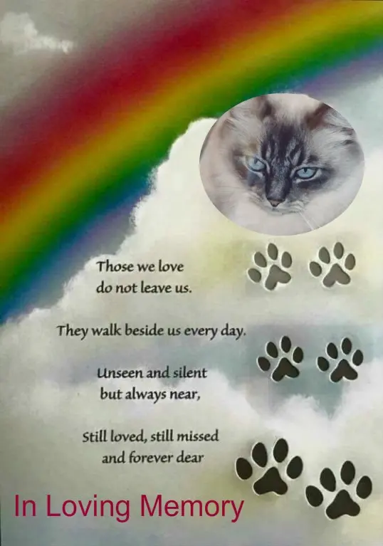 Condolence image of 4.Sternchen❤️Gedenktag❤️❤️❤️❤️