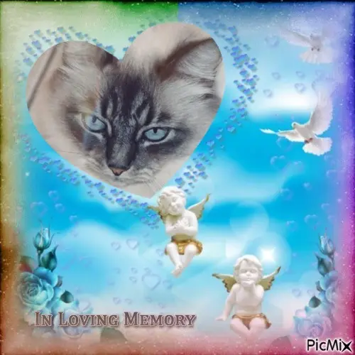 Condolence image of 4.Sternchen❤️Gedenktag❤️❤️❤️❤️