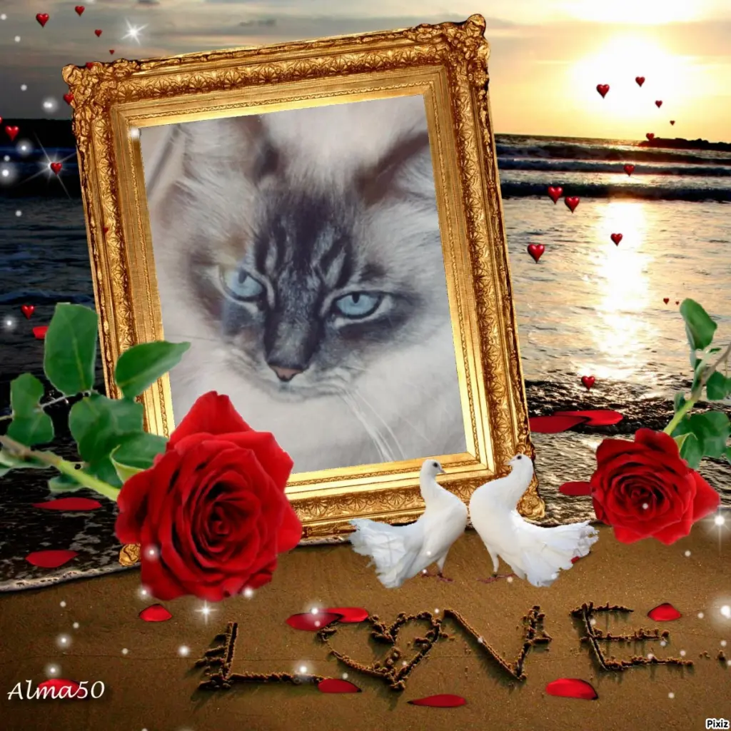 Condolence image of Sternchenpost ⭐