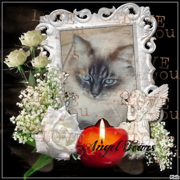 Condolence image of Tanja mit Timmy im Herzen