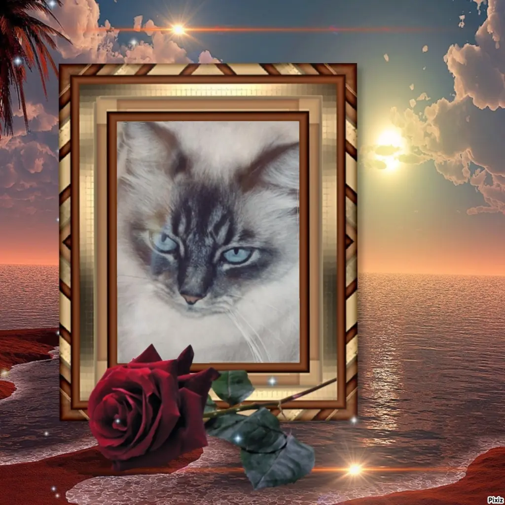 Condolence image of Sternchenpost ⭐