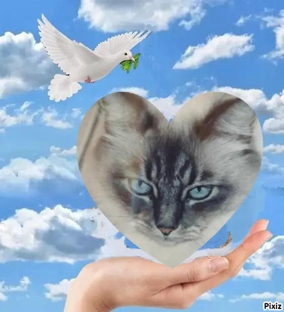 Condolence image of Tanja mit Timmy im Herzen