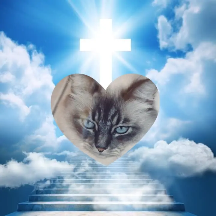 Condolence image of ❤️❤️❤️❤️❤️❤️❤️❤️❤️❤️❤️