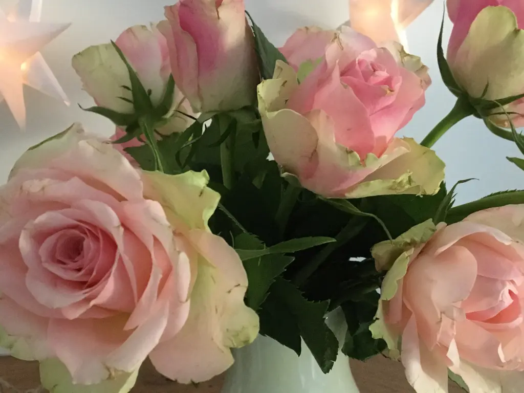 Condolence image of Anja mit Maja & Gräuli im ༺❤️༻