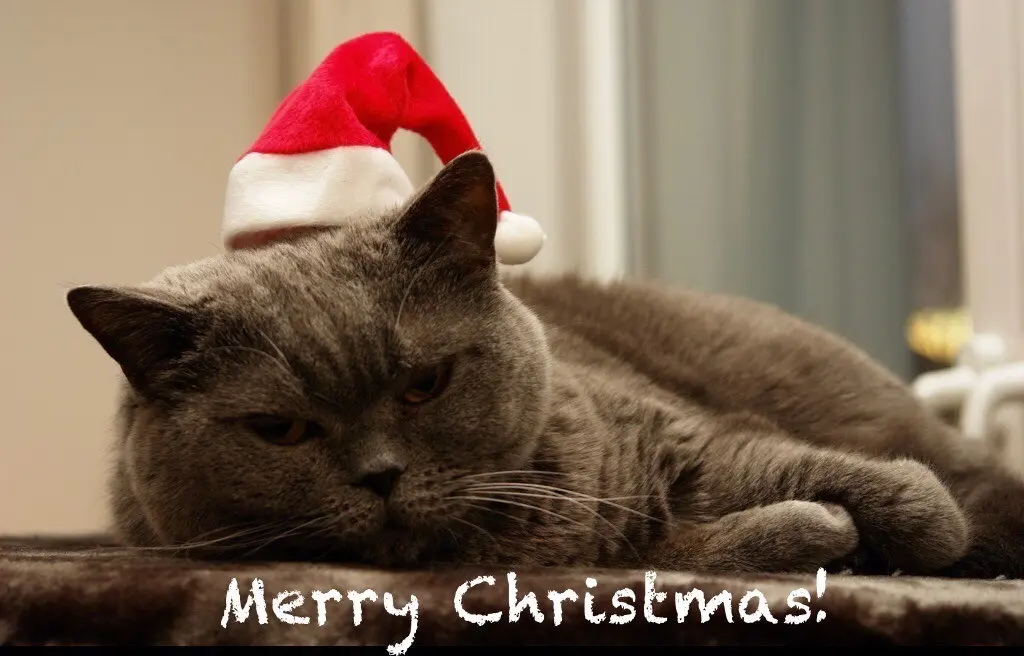Condolence image of ❤️Weihnachtspost für Emmchen und Corinna ❤️