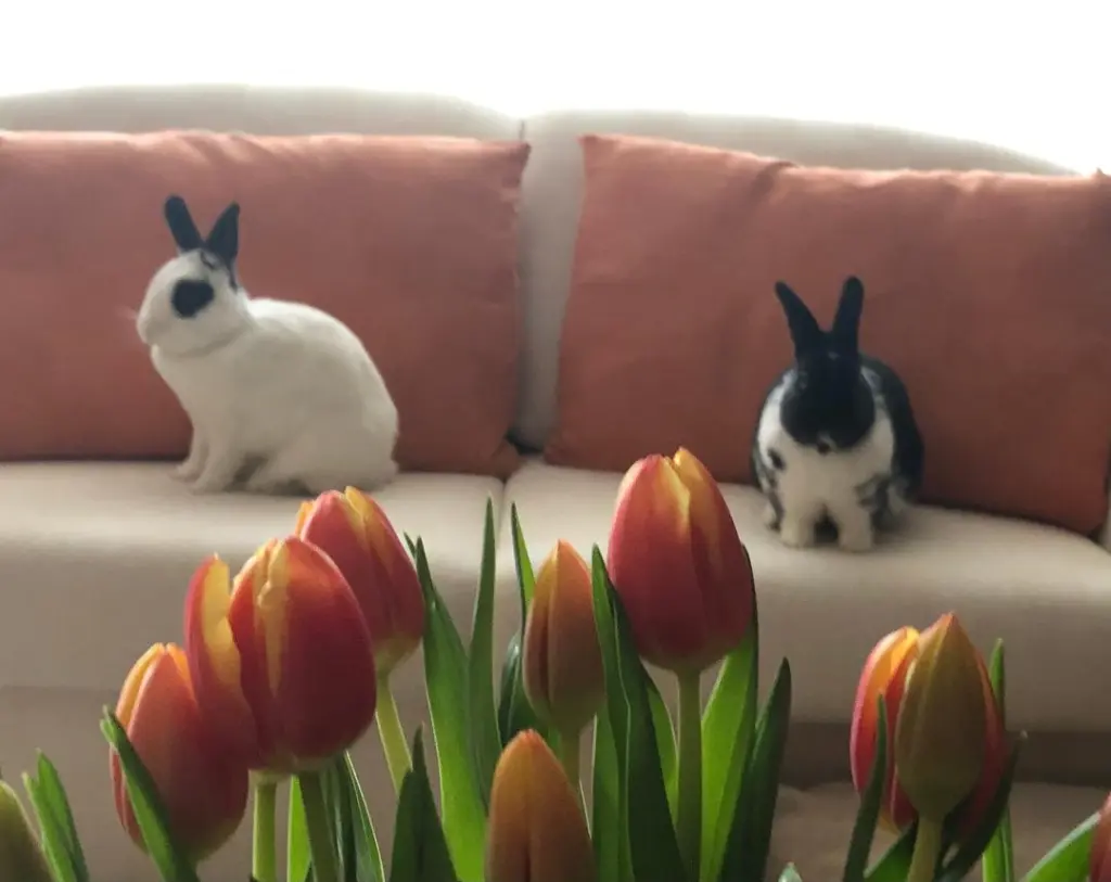 Condolence image of Ein Frühjahrsröschen für Emma
