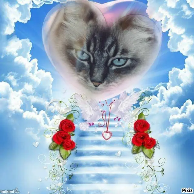 Condolence image of Tanja mit Timmy im Herzen