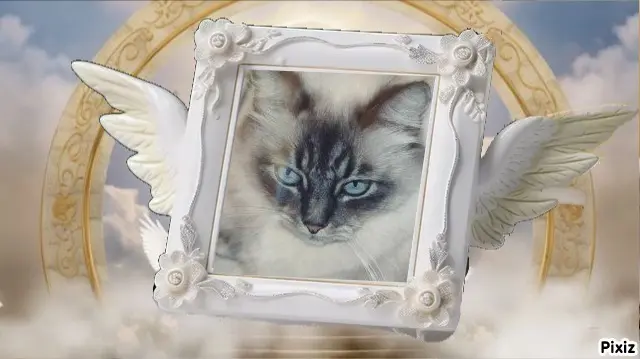 Condolence image of Tanja mit Timmy im Herzen