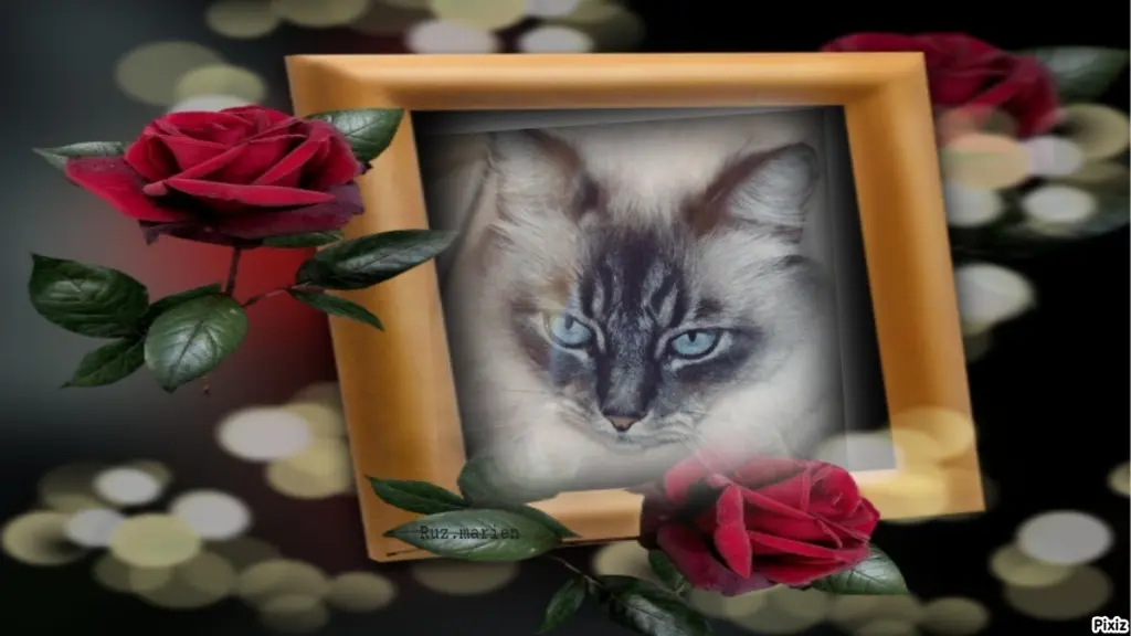 Condolence image of Sternchenpost ⭐