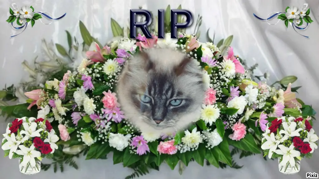 Condolence image of Tanja mit Timmy im Herzen